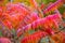 Autumn leaves, red sumac plant background