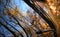 Autumn leaves reflected in a car window