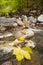 Autumn leaves on the river