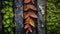 Autumn Leaves On Rock: Dark Gray And Brown Symmetrical Asymmetry