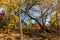 Autumn Leaves on San Gabriel River