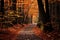 Autumn leaves on a secluded forest trail