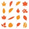 Autumn leaves set