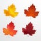 Autumn leaves. Set of autumn realistic, colorful maple leaves isolated on a white background. Design concept for the