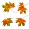 Autumn leaves set collection. Maple leaves isolated on white background