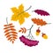 Autumn leaves set, colorful collection silhouettes of tree leaves maple, rowan leaf, rowanberry, oak, acorn