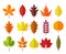 Autumn leaves set, isolated on white background. simple cartoon flat style, vector illustration.