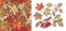 Autumn leaves set with Rowan, maple, birch and oak