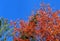 Autumn leaves and sky in Vermont