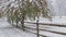 Autumn leaves and snow covered tree