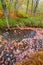 Autumn Leaves in Stream, Sieur de Monts Area, Acadia NP, Maine