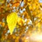 Autumn leaves in the sun, concept of changing seasons, blurred background