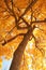 Autumn leaves with tree branches in upward view