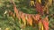 Autumn leaves tree sumac LAT. Rhus typhina