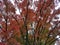 Autumn leaves on tree in vibrant colour