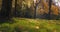Autumn leaves, trees and park during midday, anamorphic slow-motion