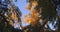 Autumn leaves, trees and park during midday, anamorphic slowmotion