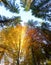 Autumn Leaves and trees with sunbeams - beautiful sesonal backg