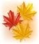 Autumn leaves Vector realistic isolated. Fall background decors
