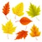 Autumn leaves vector set for fall seasonal elements with maple and oak leaf