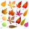 Autumn leaves vector set seasonal theme