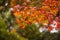 Autumn leaves, very shallow focus