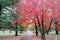 Autumn Leaves in a Veterans Cemetery