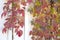Autumn Leaves - Virginia Creeper