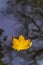 autumn leaves on water. Fallen maple leaf in autumn colors floating on water surface