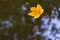 autumn leaves on water. Fallen maple leaf in autumn colors floating on water surface