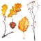 Autumn leaves watercolors Maple Leaf on white background. Coloured bright leaves hand-painted, paint, taktura