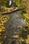 Autumn leaves in Watermill, river Vinalopo