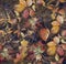 Autumn leaves with wild grapes, background.