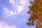 Autumn leaves and wispy clouds