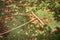 Autumn leaves with wooden rake