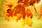 Autumn leaves on a yellow background.  bright autumn leaves