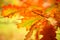 Autumn leaves on a yellow background.  bright autumn leaves