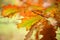 Autumn leaves on a yellow background.  bright autumn leaves