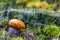 Autumn Leccinum mushroom in forest