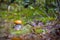 Autumn Leccinum mushroom grow