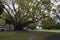 Autumn-like springtime scene of a large ficus virens tree loosing it`s leaves