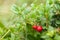 Autumn lingonberry branch, cowberry bush close-up