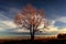 Autumn, lone oak tree in a field