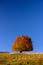 Autumn lonely  tree on a blue background
