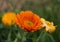 Autumn macro orange flower from Perm