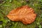 Autumn magnolia leaf