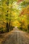 Autumn maple alley with fallen leaves in deciduous forest