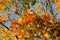 Autumn maple with beautiful yellow, orange and green leaves â€“ a detailed photo of a tree on the background of a clear sky