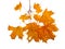 Autumn maple branch with leaves isolated