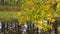 Autumn maple branch with yellow leaves, october n